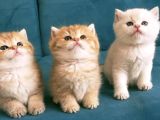 Safkan British Shorthair Yavruları