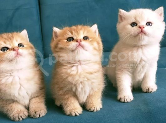 Safkan British Shorthair Yavruları görsel