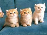 Safkan British Shorthair Yavruları