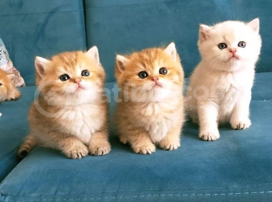 Safkan British Shorthair Yavruları görsel
