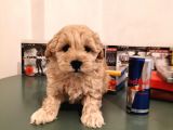 Irk Ve Sağlık Garantili Malti̇poo Yavrularimiz