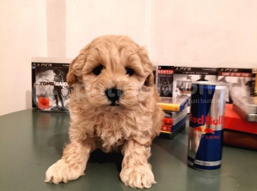 Irk Ve Sağlık Garantili Malti̇poo Yavrularimiz görsel