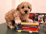 Irk Ve Sağlık Garantili Malti̇poo Yavrularimiz