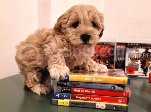 Irk Ve Sağlık Garantili Malti̇poo Yavrularimiz görsel