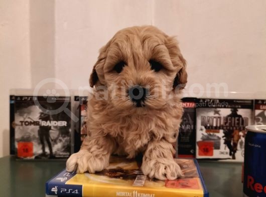 Irk Ve Sağlık Garantili Malti̇poo Yavrularimiz görsel