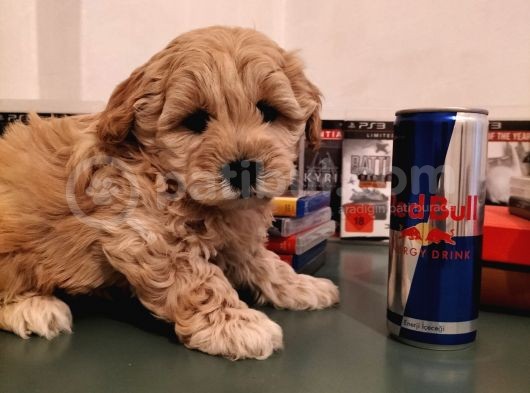 Irk Ve Sağlık Garantili Malti̇poo Yavrularimiz