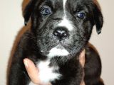 Cane Corso Yavrular
