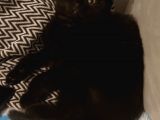 Siyah Scottish Fold Arayanlara Asil Disi