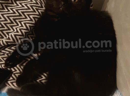 Siyah Scottish Fold Arayanlara Asil Disi