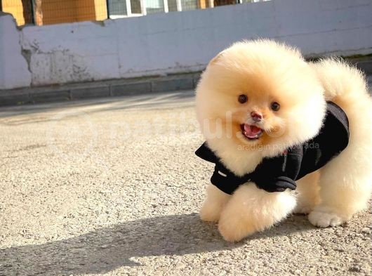 Ayı Surat Pomeranian Boo Yavrularımız görsel