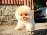 Ayı Surat Pomeranian Boo Yavrularımız