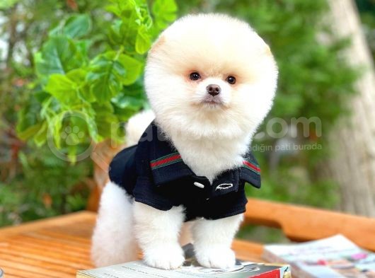 Aa Kalite Safkan  Pomeranian Oğlumuz görsel