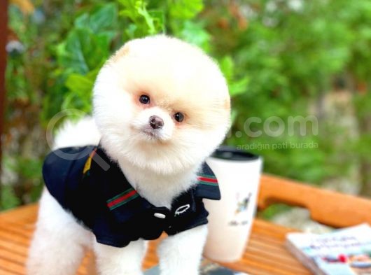Aa Kalite Safkan  Pomeranian Oğlumuz görsel