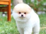 AA Kalite Safkan  Pomeranian Oğlumuz