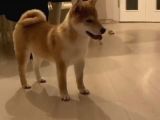 Show Kalite Secereli Mikrochipli Safkan Shiba Inu