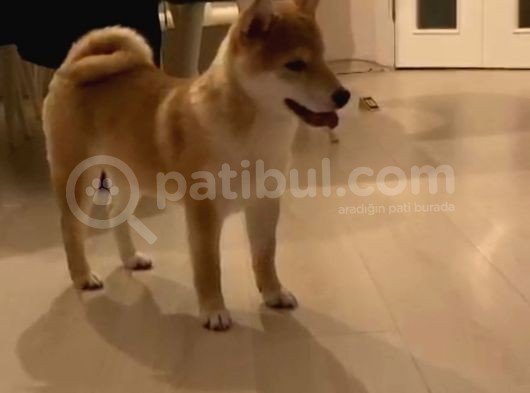 Show Kalite Secereli Mikrochipli Safkan Shiba Inu görsel