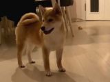 Show Kalite Secereli Mikrochipli Safkan Shiba Inu