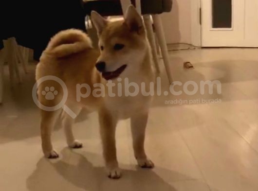 Show Kalite Secereli Mikrochipli Safkan Shiba Inu görsel