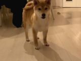 Show Kalite Secereli Mikrochipli Safkan Shiba Inu