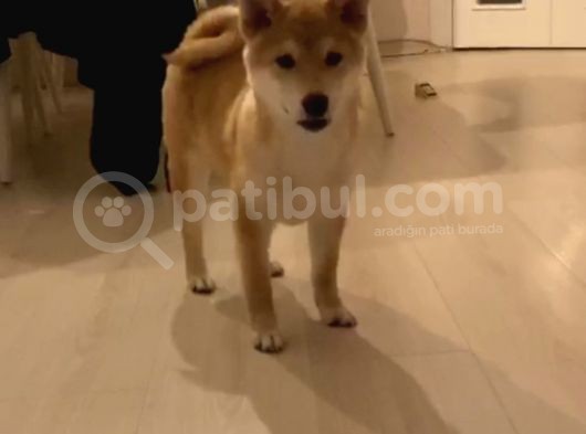 Show Kalite Secereli Mikrochipli Safkan Shiba Inu