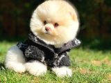 Ayı Surat Pomeranian Boo Yavrularımız