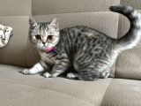Britsih Shorthair Yavrular