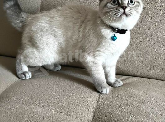Britsih Shorthair Yavrular görsel