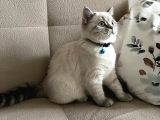 Britsih Shorthair Yavrular