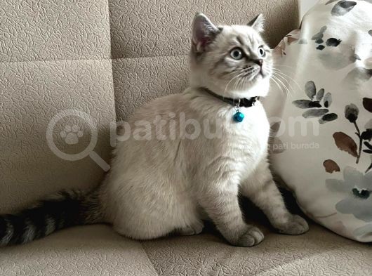 Britsih Shorthair Yavrular görsel