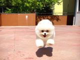 Ayı Surat Pomeranian Boo Yavrularımız