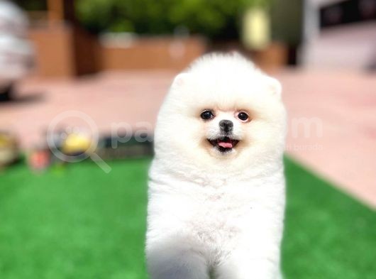Ayı Surat Pomeranian Boo Yavrularımız görsel