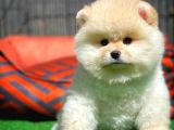 Ayı Surat Pomeranian Boo Yavrularımız