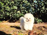 Ayı Surat Pomeranian Boo Yavrularımız