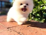 Ayı Surat Pomeranian Boo Yavrularımız