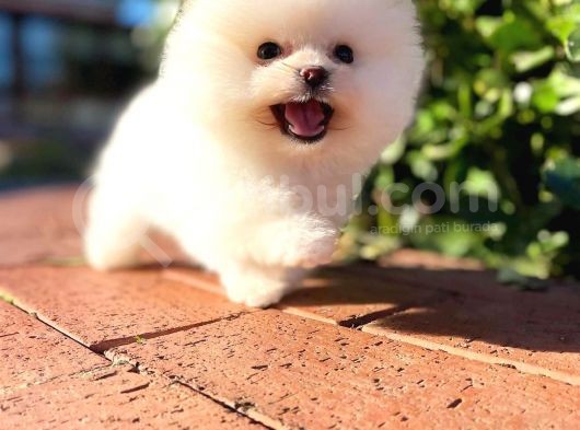 Ayı Surat Pomeranian Boo Yavrularımız görsel