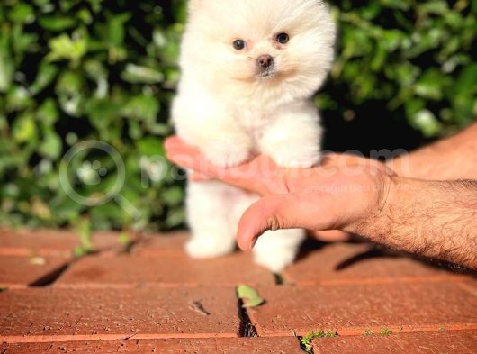 Ayı Surat Pomeranian Boo Yavrularımız görsel