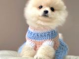Safkan Teddy Bear Pomeranian Yavrularımız