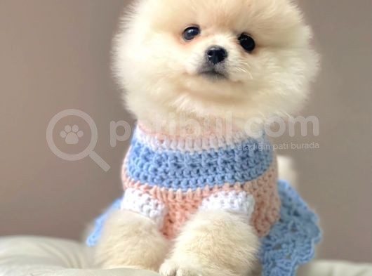 Safkan Teddy Bear Pomeranian Yavrularımız