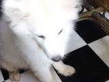 Kar Beyaz Samoyed Yavrular