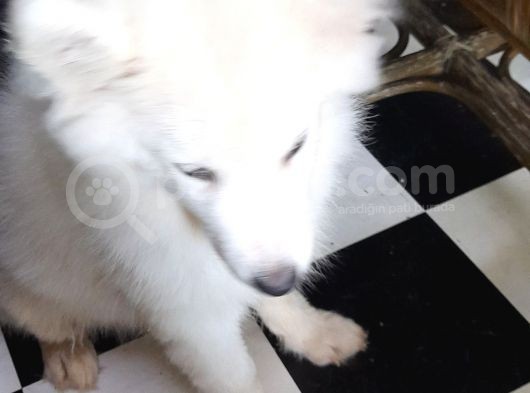 Kar Beyaz Samoyed Yavrular görsel
