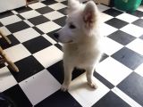 Kar Beyaz Samoyed Yavrular