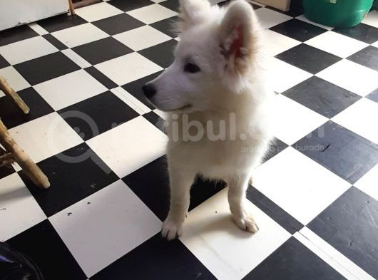 Kar Beyaz Samoyed Yavrular görsel