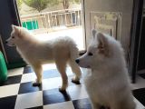 Kar Beyaz Samoyed Yavrular