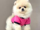 Safkan Teddy Bear Pomeranian Yavrularımız