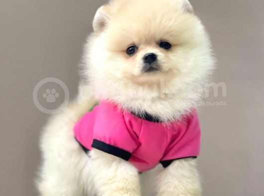 Safkan Teddy Bear Pomeranian Yavrularımız görsel