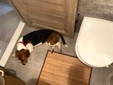 9 Aylık Beagle Tuvalet Eğitimi Var Aşıları Tam