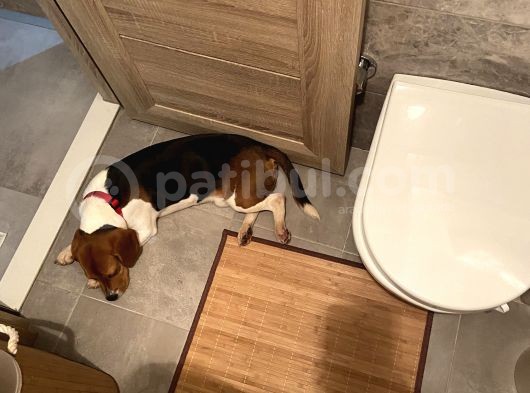 9 Aylık Beagle Tuvalet Eğitimi Var Aşıları Tam görsel