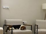 9 Aylık Beagle Tuvalet Eğitimi Var Aşıları Tam