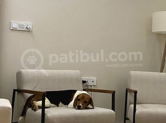 9 Aylık Beagle Tuvalet Eğitimi Var Aşıları Tam görsel