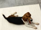9 Aylık Beagle Tuvalet Eğitimi Var Aşıları Tam